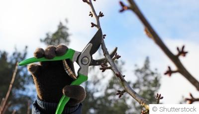 Tailler ses arbres fruitiers en février : les étapes à suivre
