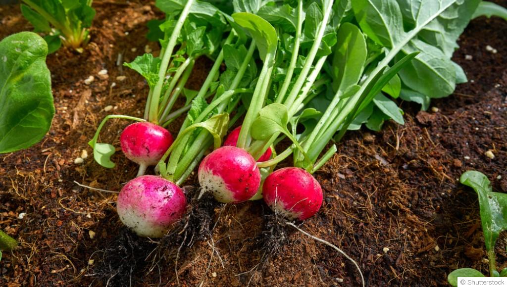 Astuces pour cultiver et récolter des radis croustillants