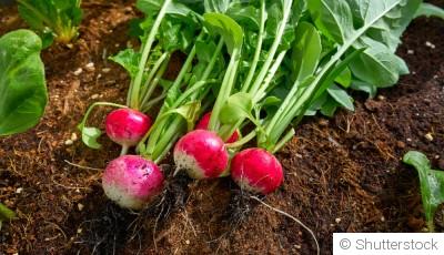 Astuces pour cultiver et récolter des radis croustillants