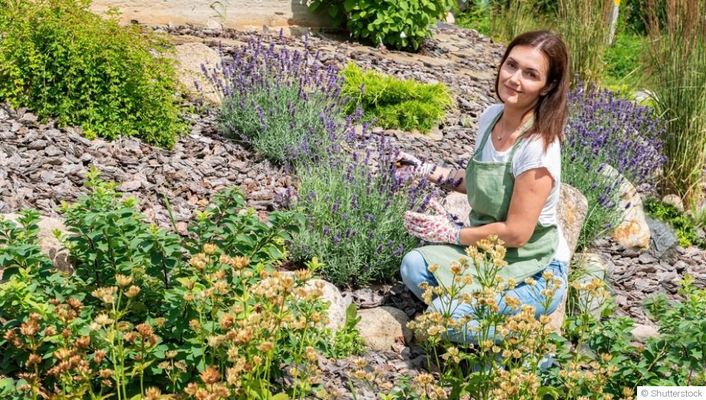 Comment planifier un jardin de plantes aromatiques