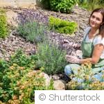 Plantes aromatiques : plantation et entretien faciles