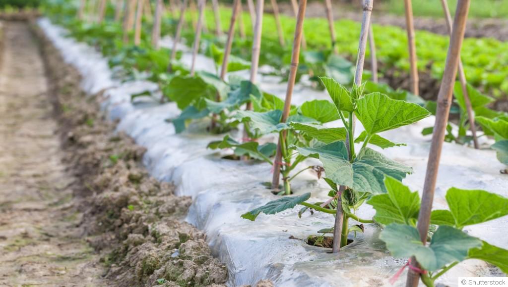 Conseils pour cultiver des concombres verts et croquants