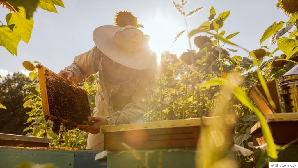 Élever des abeilles dans votre jardin : premiers pas