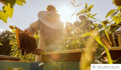 Élever des abeilles dans votre jardin : premiers pas