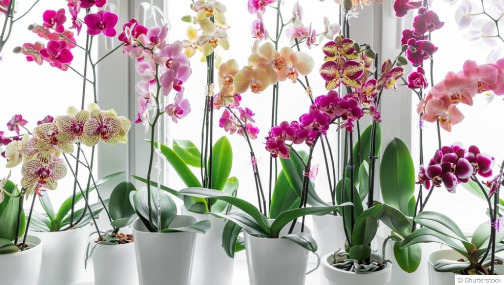 Guide pour débutants sur les soins des orchidées