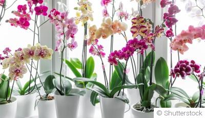 Guide pour débutants sur les soins des orchidées