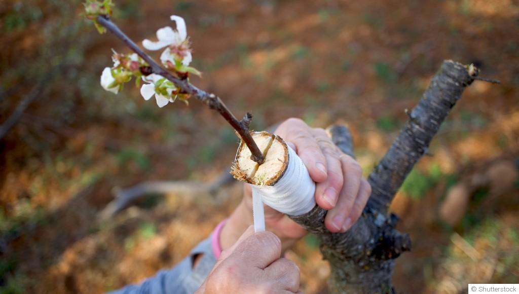 L’art et la science de la greffe de plantes
