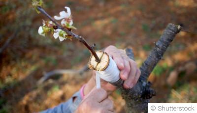 L’art et la science de la greffe de plantes