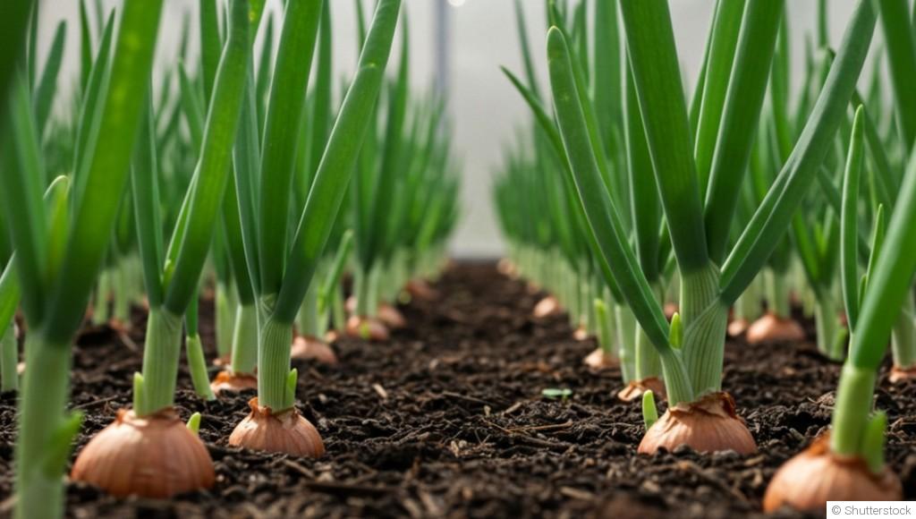 Planter et cultiver des oignons : tout ce que tous devez savoir