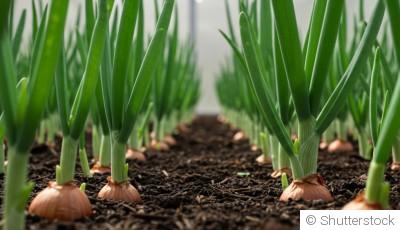 Planter et cultiver des oignons : tout ce que tous devez savoir