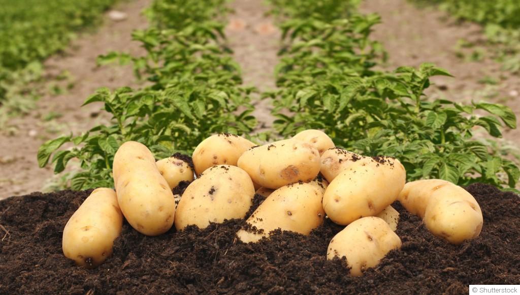 Techniques pour la culture biologique de la pomme de terre