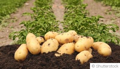 Techniques pour la culture biologique de la pomme de terre