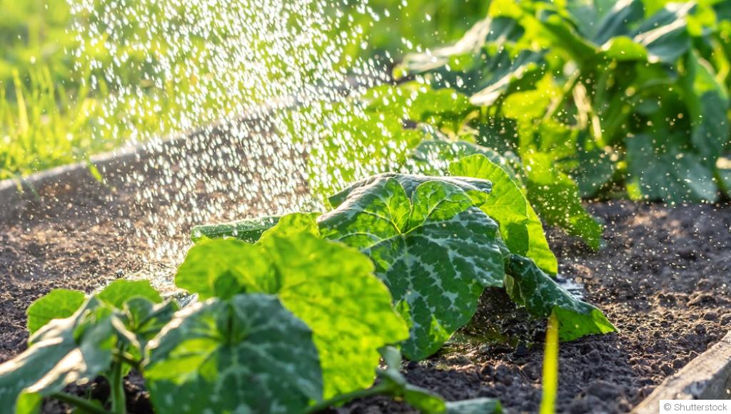 Jardinage facile : ce qu’on peut faire en moins de 30 minutes