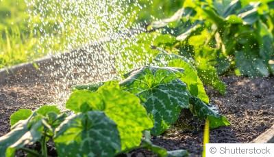 Jardinage facile : ce qu’on peut faire en moins de 30 minutes