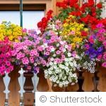 Les meilleures plantes pour un balcon exposé en plein soleil