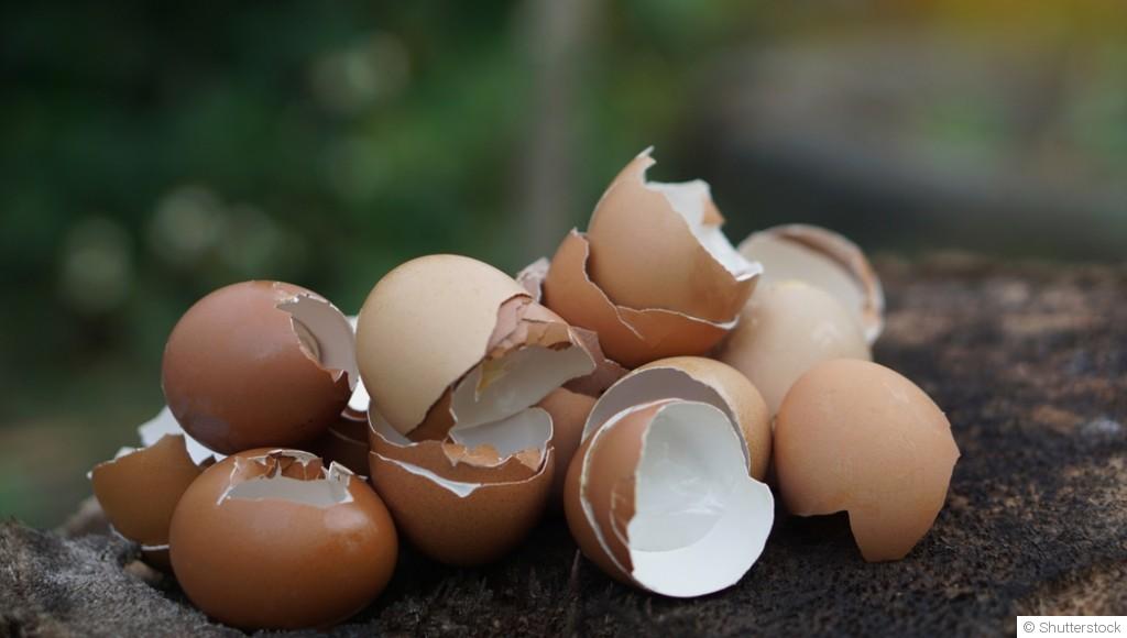 Des œufs dans le jardin ? Les bienfaits insoupçonnés des coquilles d’œuf