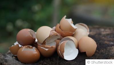 Des œufs dans le jardin ? Les bienfaits insoupçonnés des coquilles d’œuf