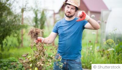 5 erreurs fréquentes à éviter quand on débute au potager