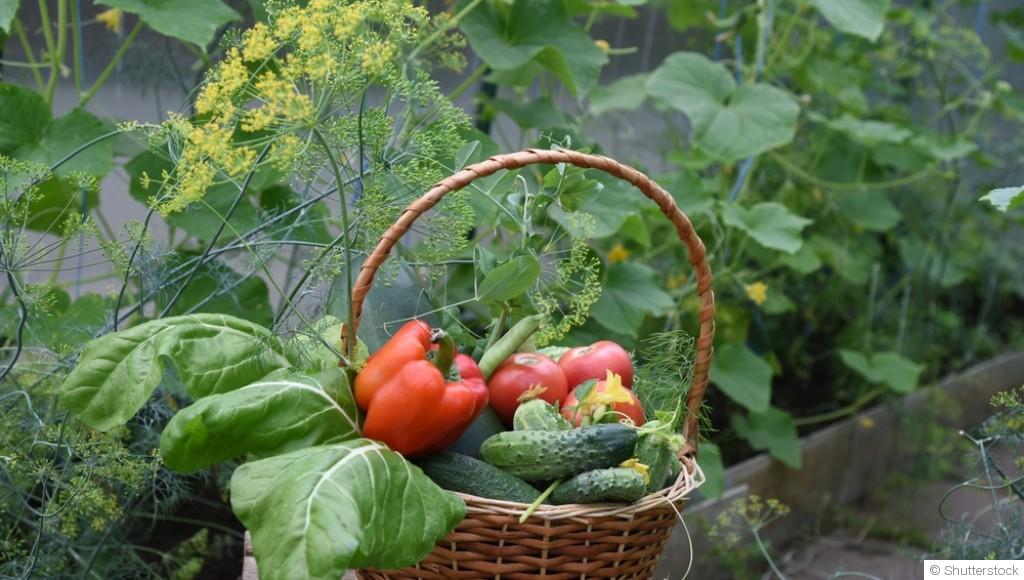 Associations de plantes : les duos gagnants au potager