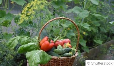 Associations de plantes : les duos gagnants au potager