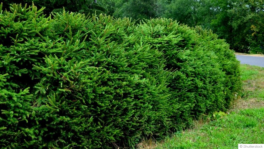 Quelle haie choisir quand on n’a pas le temps d’entretenir ?