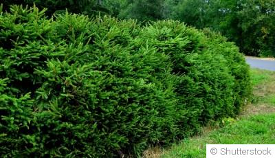 Quelle haie choisir quand on n’a pas le temps d’entretenir ?