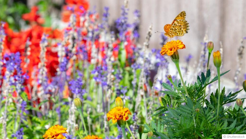 Créer un jardin accueillant pour les insectes pollinisateurs
