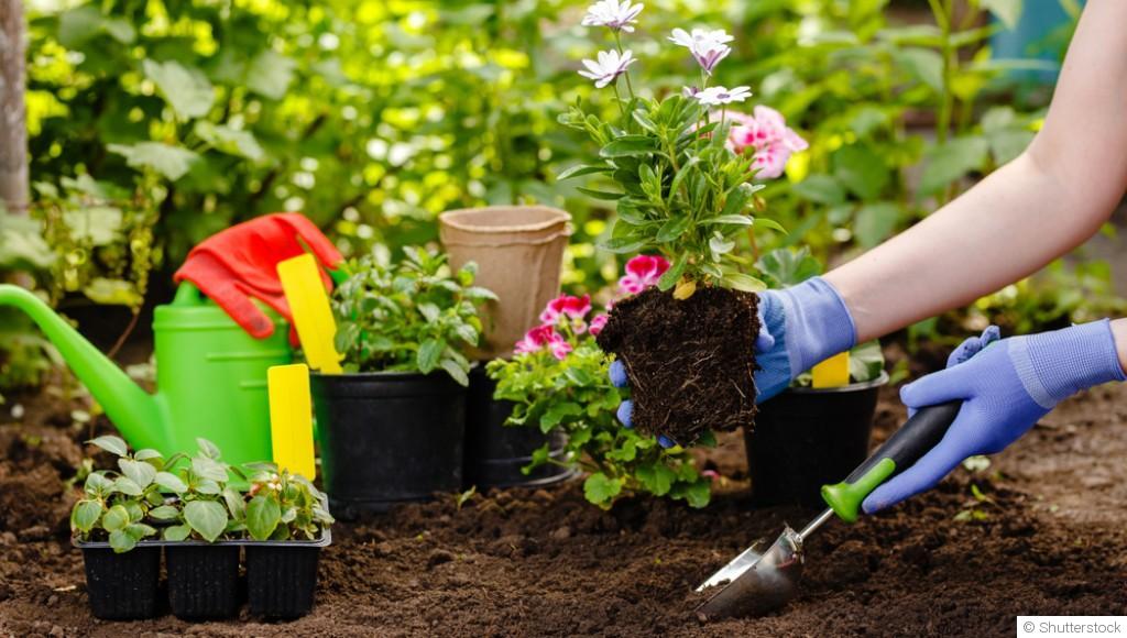Réussir son jardin sans pesticide : c’est possible !