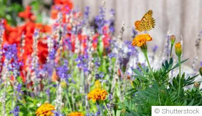 Créer un jardin accueillant pour les insectes pollinisateurs