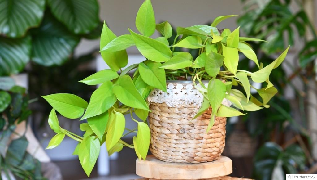 Top 5 des plantes increvables à adopter absolument