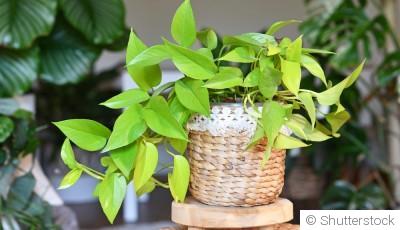 Top 5 des plantes increvables à adopter absolument