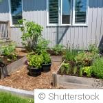 Que planter au potager en juin ? Le guide complet