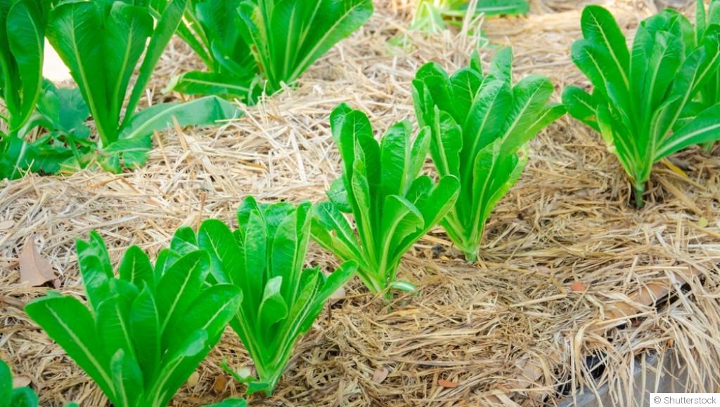 Paillage naturel : pourquoi et comment bien le faire ?