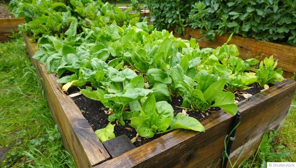 Créer un petit potager sans se compliquer la vie