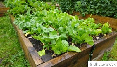 Créer un petit potager sans se compliquer la vie