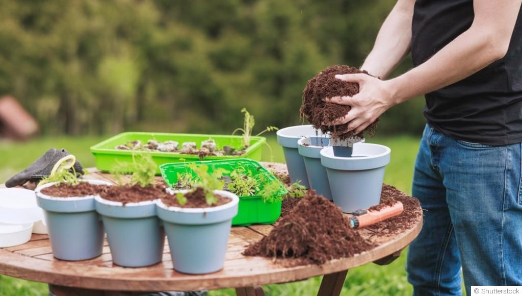 Comment réussir ses semis sans serre ni matériel pro