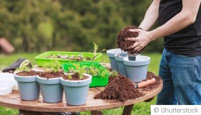 Comment réussir ses semis sans serre ni matériel pro