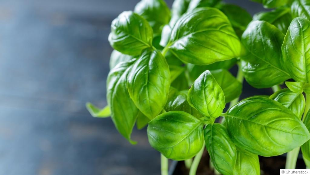 Ces plantes qui repoussent les nuisibles naturellement