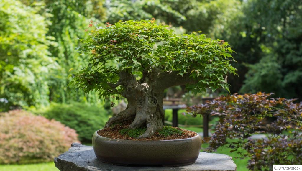 Plantes en pot ou en pleine terre ? Le match du dimanche