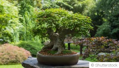 Plantes en pot ou en pleine terre ? Le match du dimanche