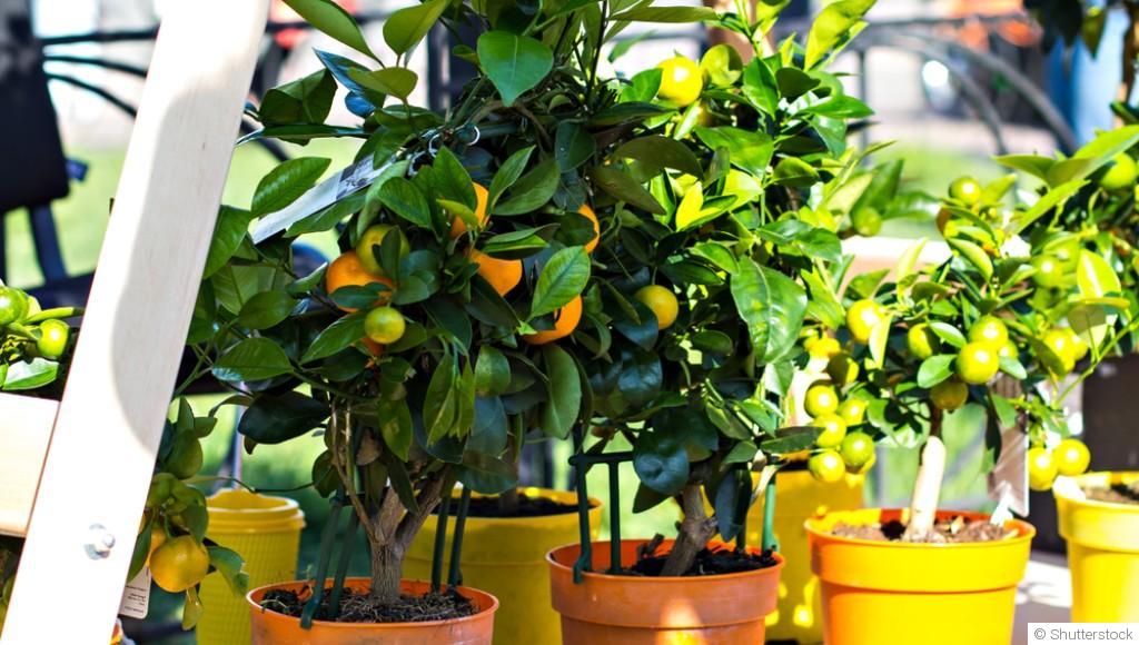 Mon verger en pot : cultiver des arbres fruitiers sur un balcon