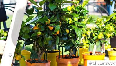 Mon verger en pot : cultiver des arbres fruitiers sur un balcon