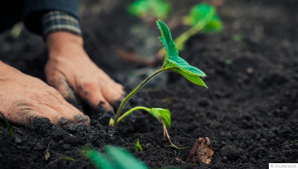 Comment ne pas rater ses premières plantations ?