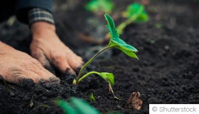 Comment ne pas rater ses premières plantations ?