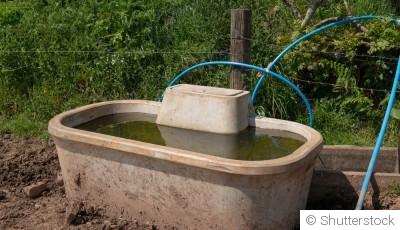 Les secrets du purin d’ortie (et comment ne pas rater l’odeur…)