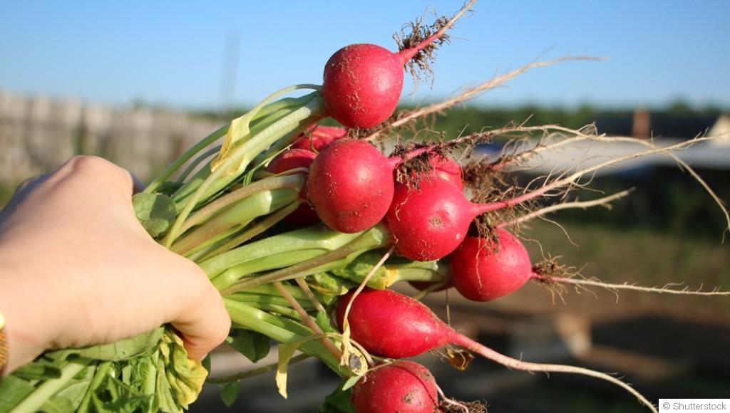 Les légumes les plus faciles à cultiver quand on débute
