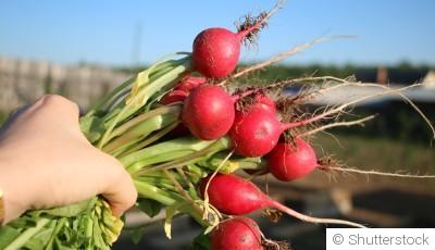 Les légumes les plus faciles à cultiver quand on débute