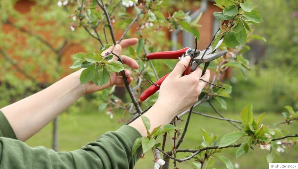 Taillez comme un pro : les bases de la taille des arbustes au printemps