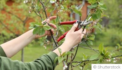 Taillez comme un pro : les bases de la taille des arbustes au printemps