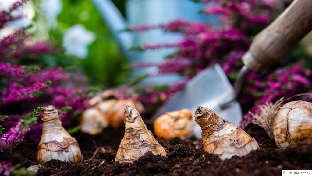 Planter des bulbes : quand et comment ?